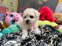 Łeska Vel Tasha - 6 tygodni